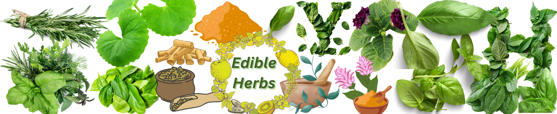 Edible Herbs